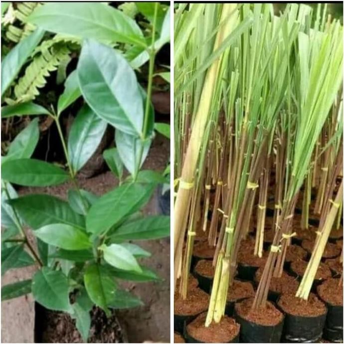 

Terlaris Paket 2 Jenis Tanaman Herbal Sereh Merah Dan Salam