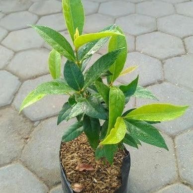 

Terlaris New Bibit Daun Salam | Plus Bonus 1 Pupuk Gratis Terlaris