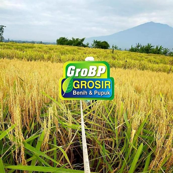 

Terlaris Benih Padi Pandanwangi