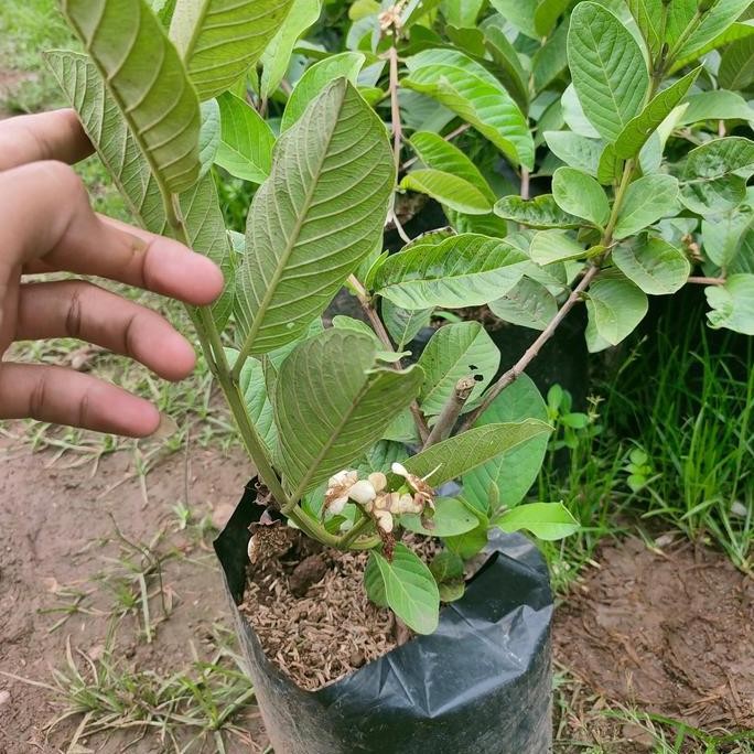 

Terlaris Bibit Jambu Kristal/Jambu Crystal/Tabulampot /Tanpa Biji Sudah Berbuah