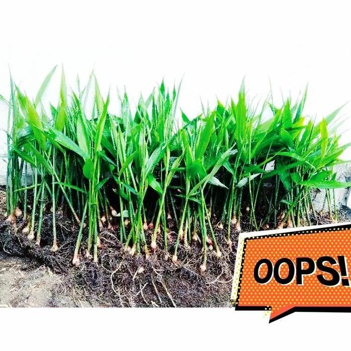 

Terlaris Bibit Tanaman Jahe Mereh/ Jahe Gajah Siap Tanam