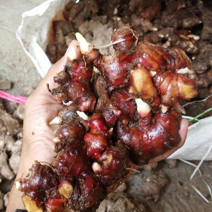 

Terlaris Bibit Jahe Merah Fresh 1 Kg