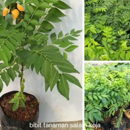 

Terlaris Bibit Tanaman Salam Koja Daun Kare