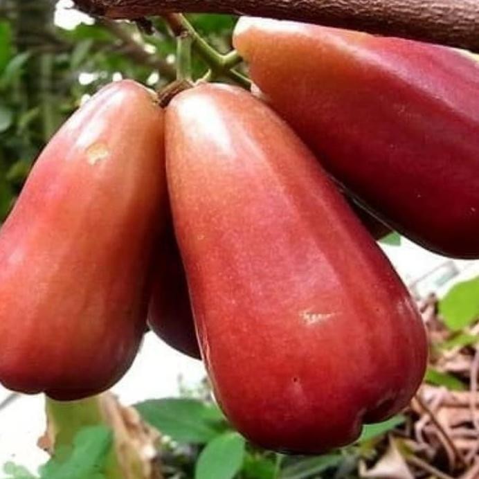 Terlaris Bibit Jambu Lilin Merah Okulasi