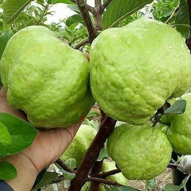 

Terlaris Bibit Tanaman Buah Jambu Bangkok Super