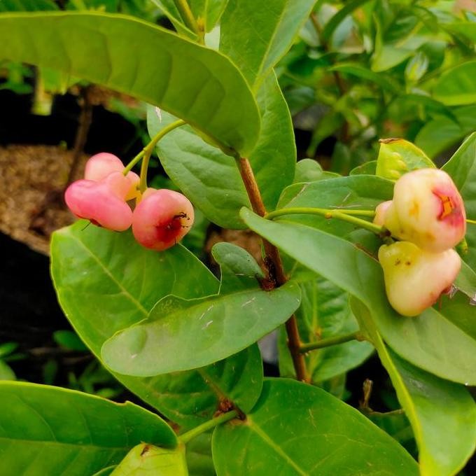 

Terlaris Bibit Jambu Kancing Merah - Tanaman Jambu Air Kancing Merah Berbuah