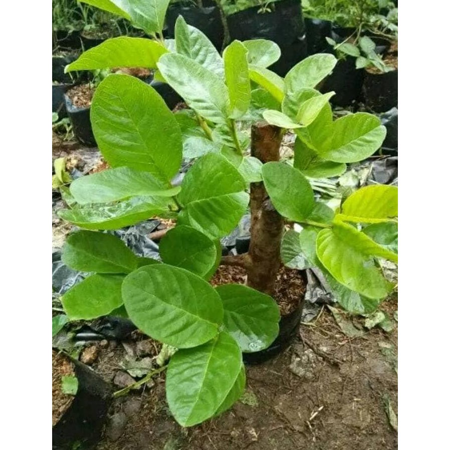 

Terlaris Bibit Buah Jambu Sukun/Jambu Getas Sukun