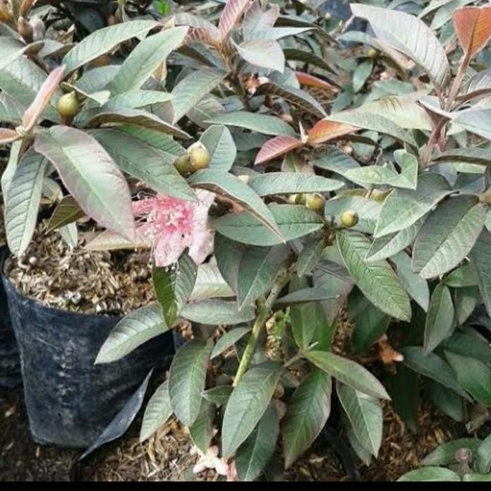 

Terlaris Bibit Jambu Kerikil Merah Sudah Berbunga/ Berbuah