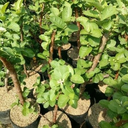 

Terlaris Bibit Buah Jambu Sukun Merah Tanpa Biji Cangkok Cocok Buat Tabulampot