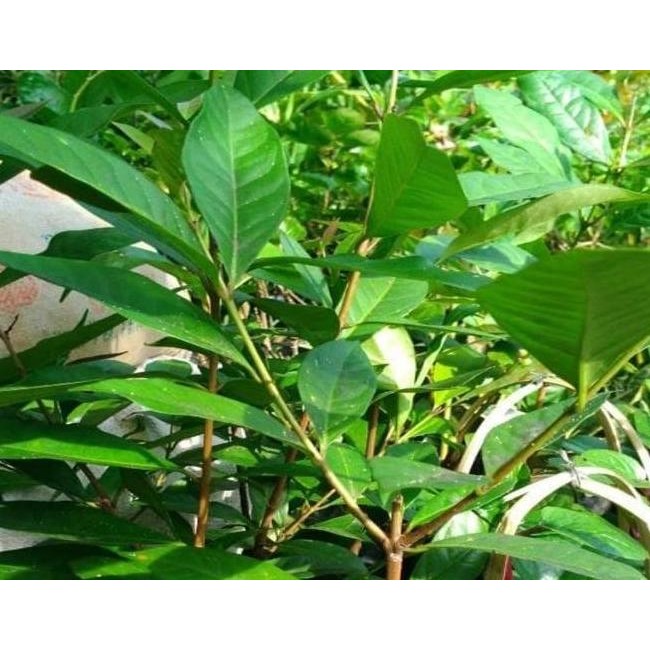 

Terlaris Promo Bibit Tanaman Salam Daun Salam Bumbu