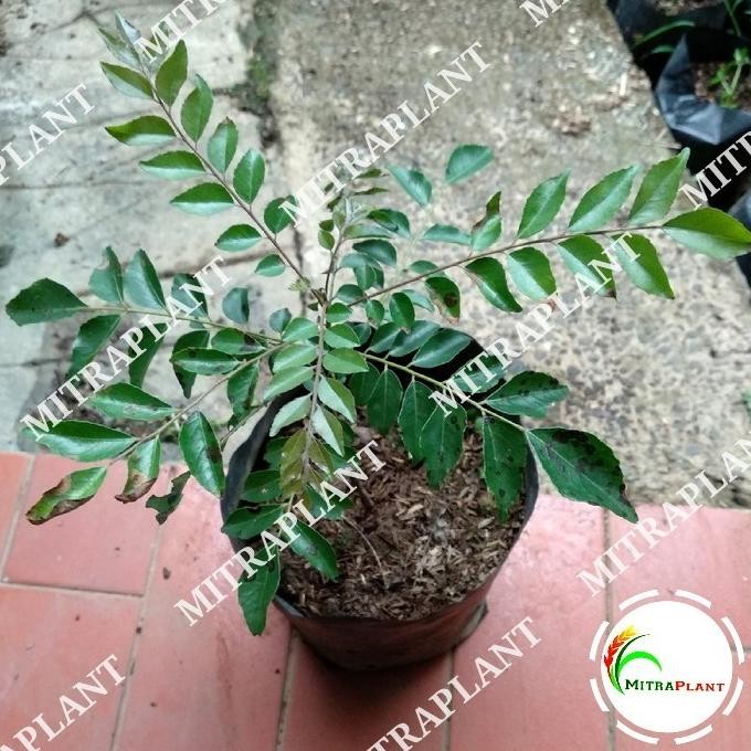 

Terlaris Griyana-Bibit Tanaman Salam Koja - Pohon Salam Koja - Daun Temuru - Daun Kari