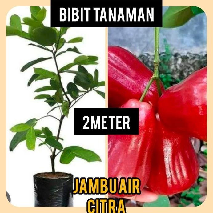 

Terlaris Bibit Jambu Air Citra 2 Meter