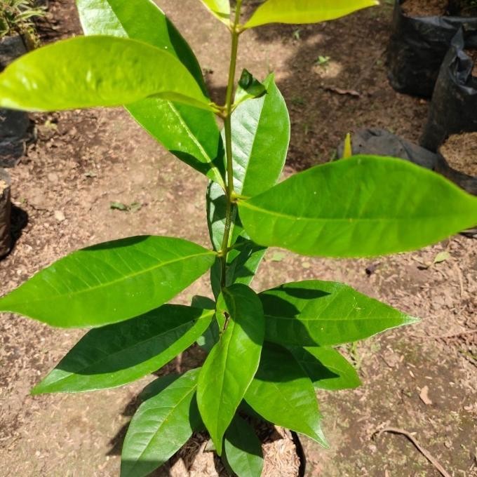 

Terlaris Premium ! Bibit Tanaman Daun Salam Bibit Salam Bumbu Masak Original 100%