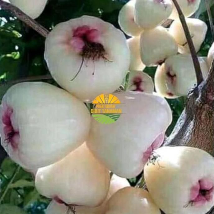 

Terlaris Bibit Jambu Air Madu Susu