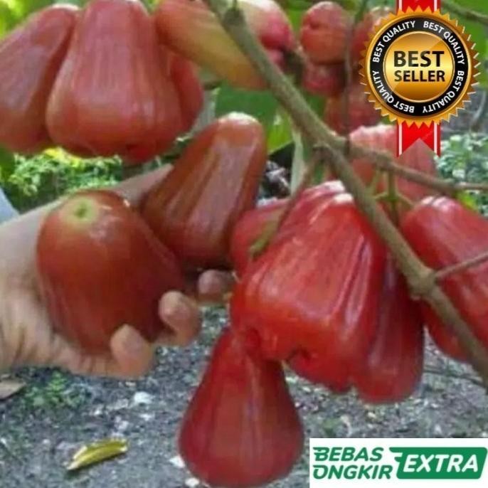 

Terlaris Bibit Jambu Air Cincalo Merah Hasil Okulasi Cepat Berbuah