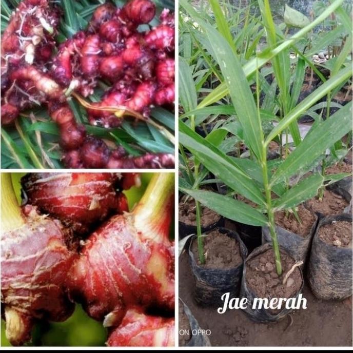 

Terlaris Bibit Jahe Merah Unggul Siap Tanam