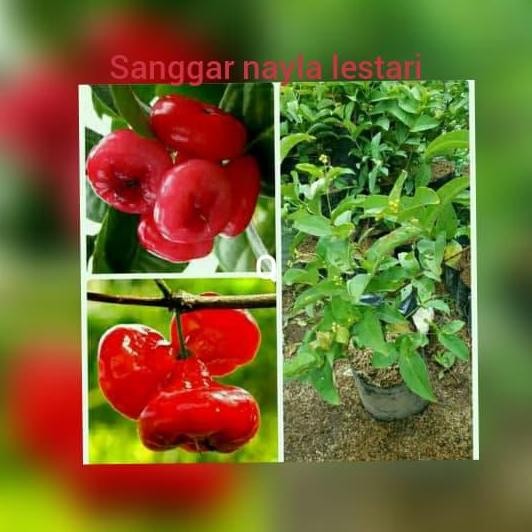 

Terlaris Jual Bibit Jambu Kancing Merah/Pohon Jambu/Tanaman Buah Murah