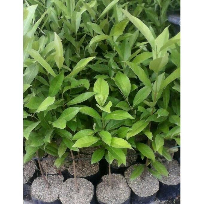 

Terlaris Terlaris Dan Terbaik Paket 5 Bibit Daun Salam