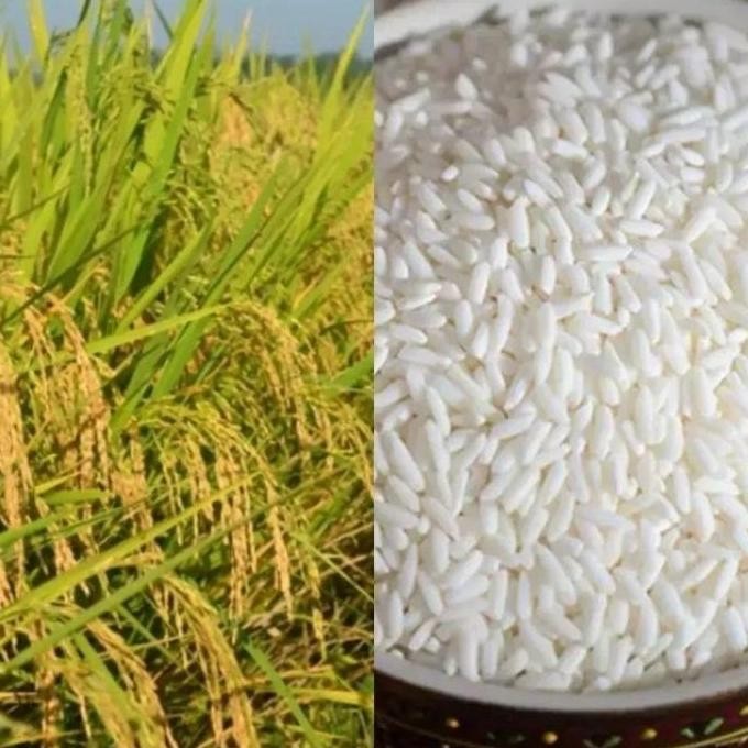 

Terlaris 1Kg Benih Padi Ketan Putih Grendel Snp Garden Seed