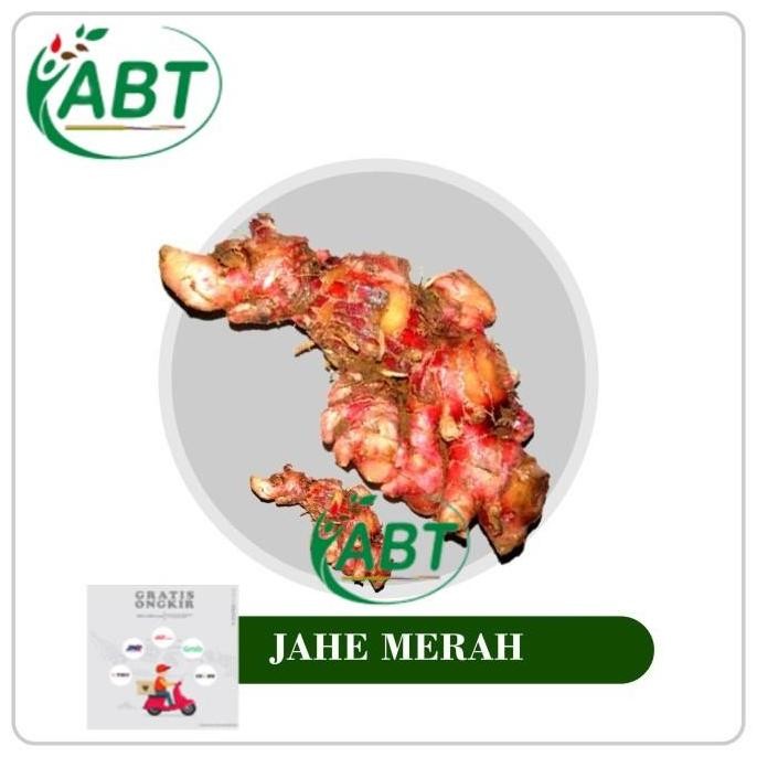Terlaris Bibit Jahe Merah Unggul Rimpang