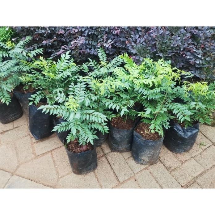 

Terlaris #Skl - Bibit Pohon Daun Kari, Salam Koja, Tanaman Salam Koja, Daun