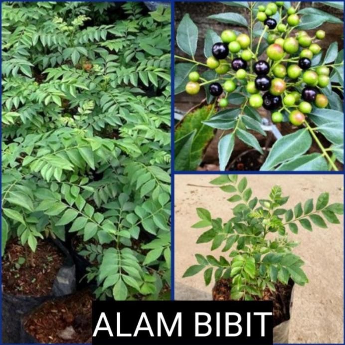 

Terlaris Ready Terlaris Bibit Tanaman Daun Kari/Salam Koja Untuk Penyedap Bumbu Masakan(Beli 5 Gratis 1)