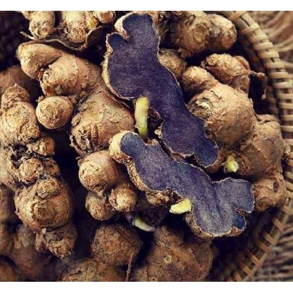 

Terlaris Bibit Jahe Wulung / Jahe Hitam By Argoplantbag