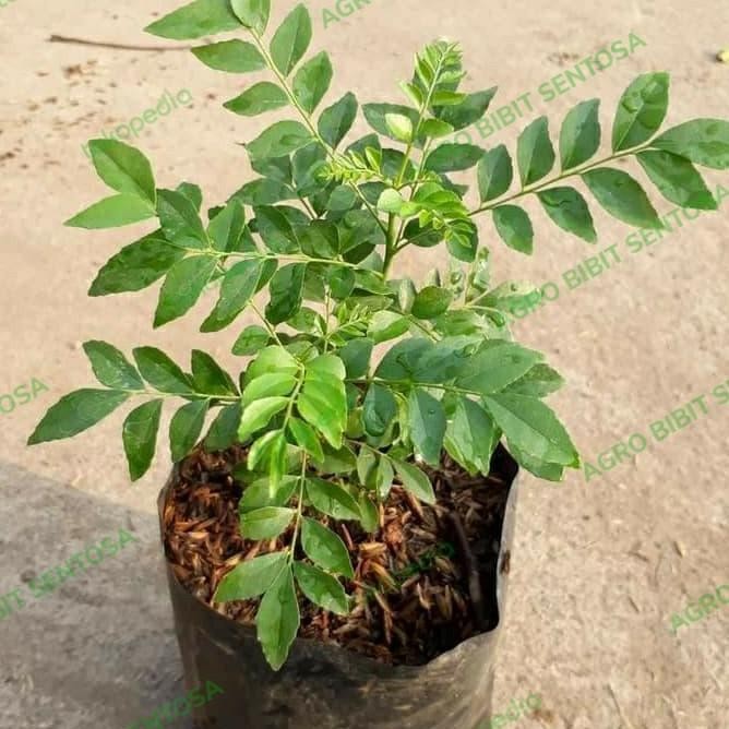 

Terlaris New1-Bibit Tanaman Daun Salam Koja - Daun Kari - Koro Keling Unggul