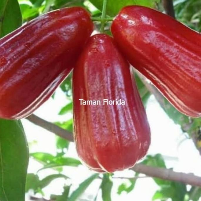 

Terlaris Bibit Tanaman Buah Jambu Air Citra Okulasi Varietas Unggulan