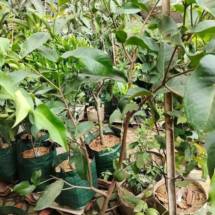 

Terlaris Bibit Jambu Air Madu Dely Batang Besar Tinggi 1 Meter
