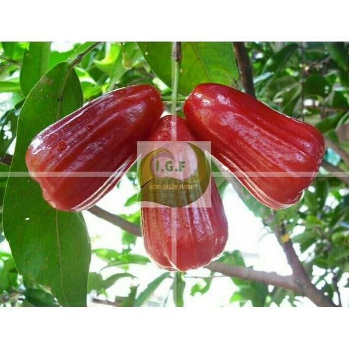 

Terlaris Paket Isi 4 Bibit Jambu Air (Dalhari, Citra, Madu Deli, King Rose)