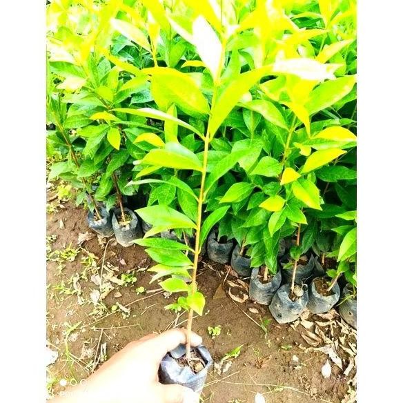 

Terlaris Bibit Daun Salam Bumbu Masak