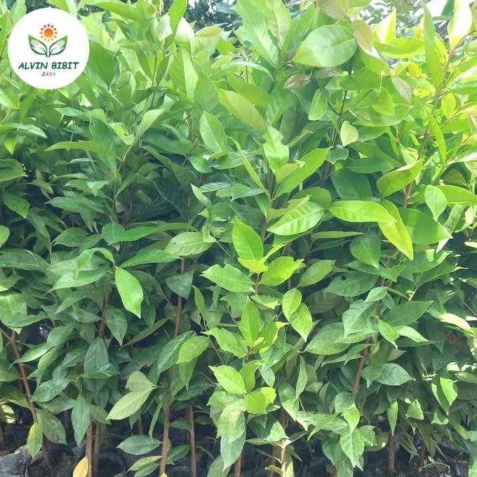 

Terlaris Bibit Daun Salam Masak