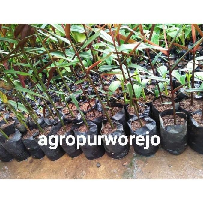 

Terlaris Hemat 300Gr - Bibit Tanaman Jahe Wulung Asli - Harga Murah