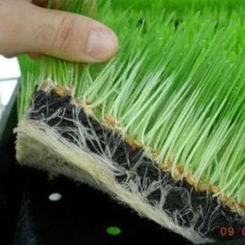 

Terlaris Grosir Tray Semai Padi Tray Semai Microgreen Wheat Grass Qxzddh 8768Co