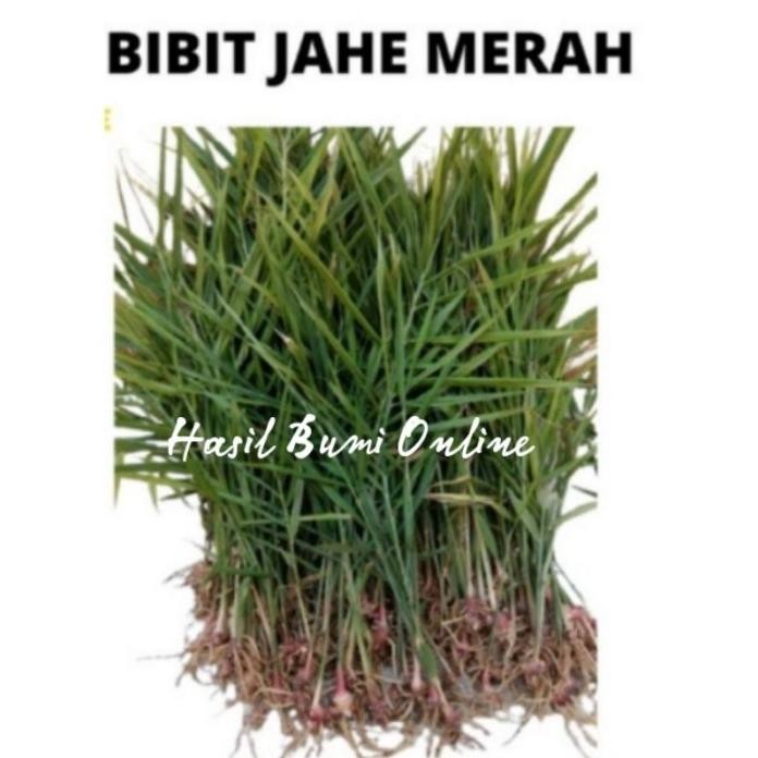 

Terlaris Bibit Jahe Merah Unggul (Cabutan)