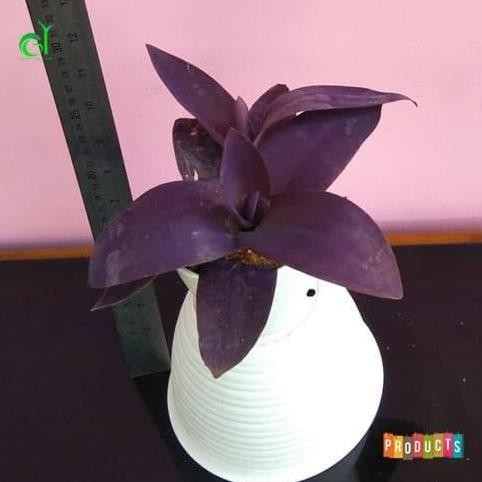 

Terlaris Tanaman Hias Obat Herbal Adam Hawa Daun Merah Tua