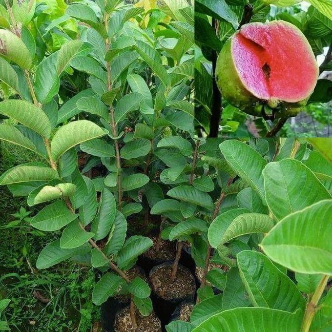 

Terlaris Bibit Jambu Kristal Merah Cangkok Cepat Berbuah