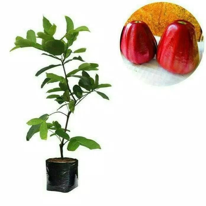 

Terlaris Bibit Jambu Dalhari