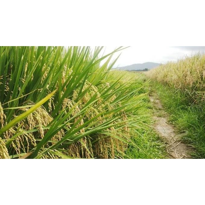 

Terlaris Bibit Padi Cigeulis Bibit Berkualitas 5Kg