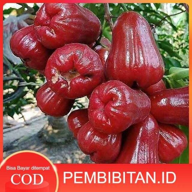

Terlaris Bibit Tanaman Jambu Citra Okulasi Bibit Jambu Citra Manis