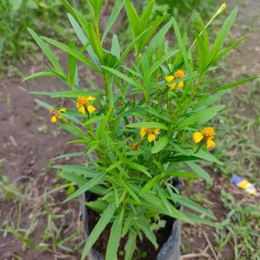 

Terlaris Tanaman Herbal Tarragon - Tanaman Banyak Manfaat