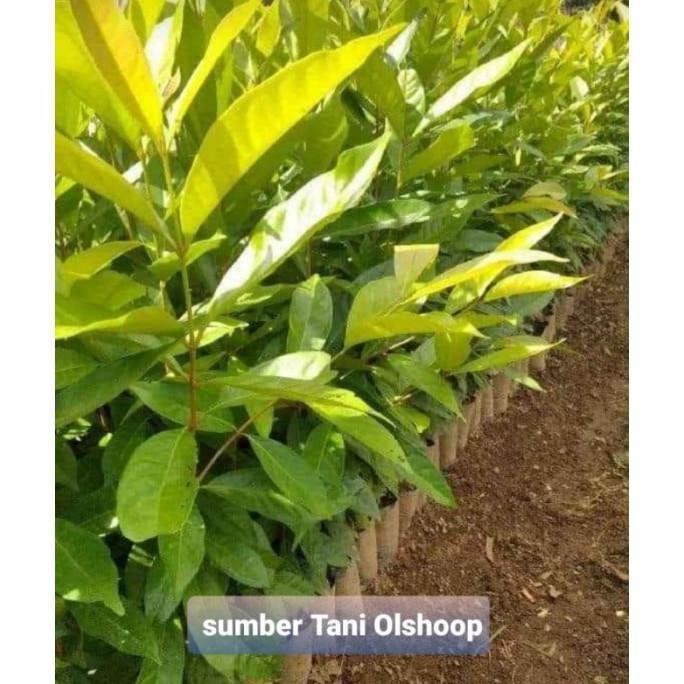 

Terlaris Bibit Tanaman Salam Pohon Daun Salam Bumbu Masak Dan Obat Herbal Bibit Tanaman