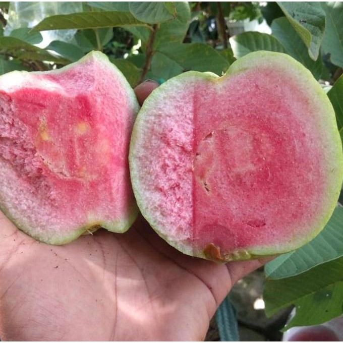 

Terlaris Bibit Tanaman Buah Jambu Kristal Merah Siap Berbuah