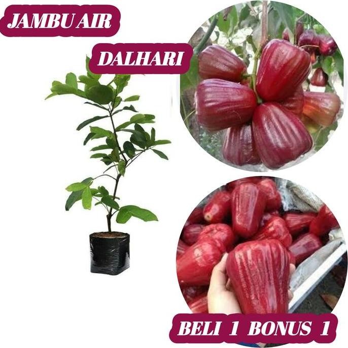 

Terlaris Bibit Jambu Air Dalhari Super Unggul