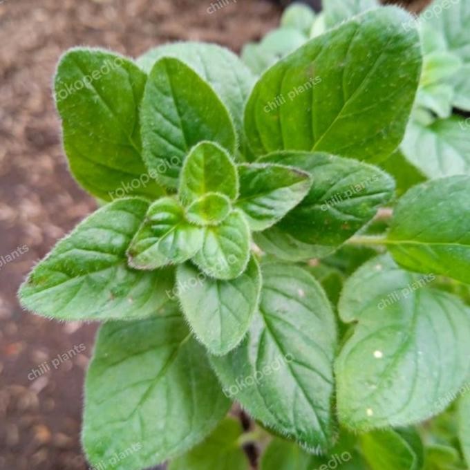 

Terlaris Tanaman Herbal Oregano