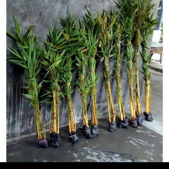 

Terlaris Bibit Bambu Kuning Hias Asli +Bonus Bibit Pohon Daun Salam Penyedap Masakan