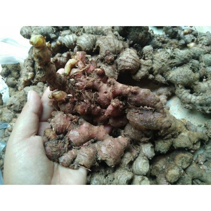 

Terlaris Jahe Merah Segar 500Gr Baru Petik Bisa Untuk Bibit Jahe Merah