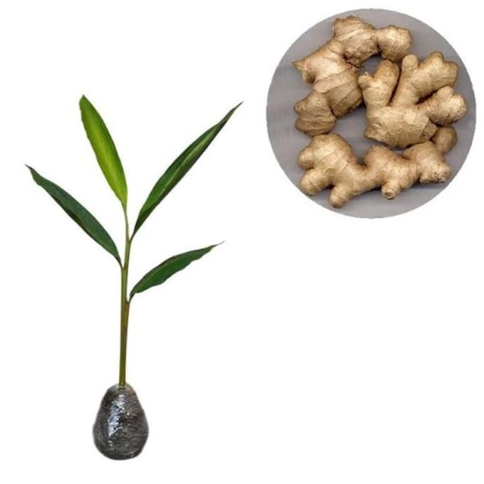 

Terlaris Bibit Tanaman Jahe Emprit Herbal Premium