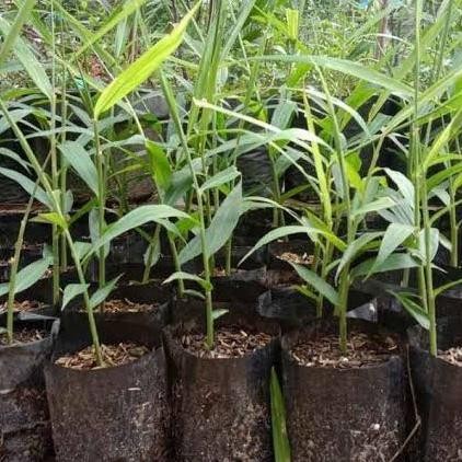 

Terlaris Best Bibit Jahe Merah/Apotik Hidup/Tan Murah Terima Kasih